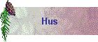 Hus